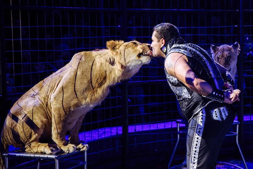 Шоу тигров и львов в Тольятти