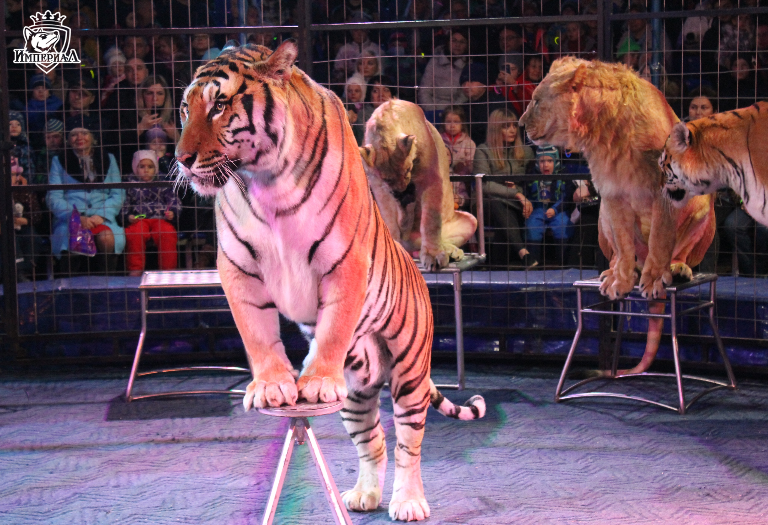 Шоу тигров и львов Тольятти