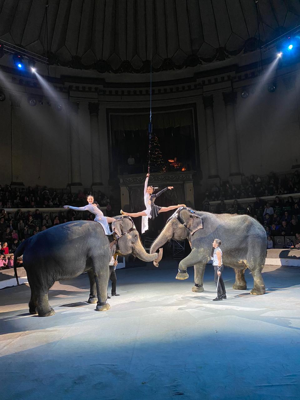 Цирк шоу братьев Гертнер