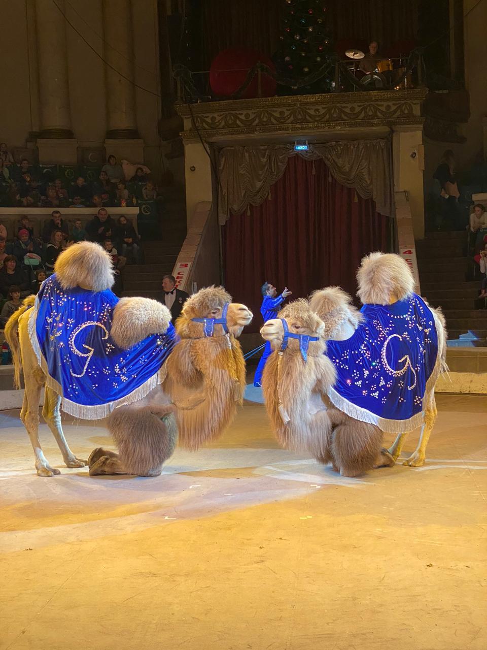 Цирк шоу слонов 2020