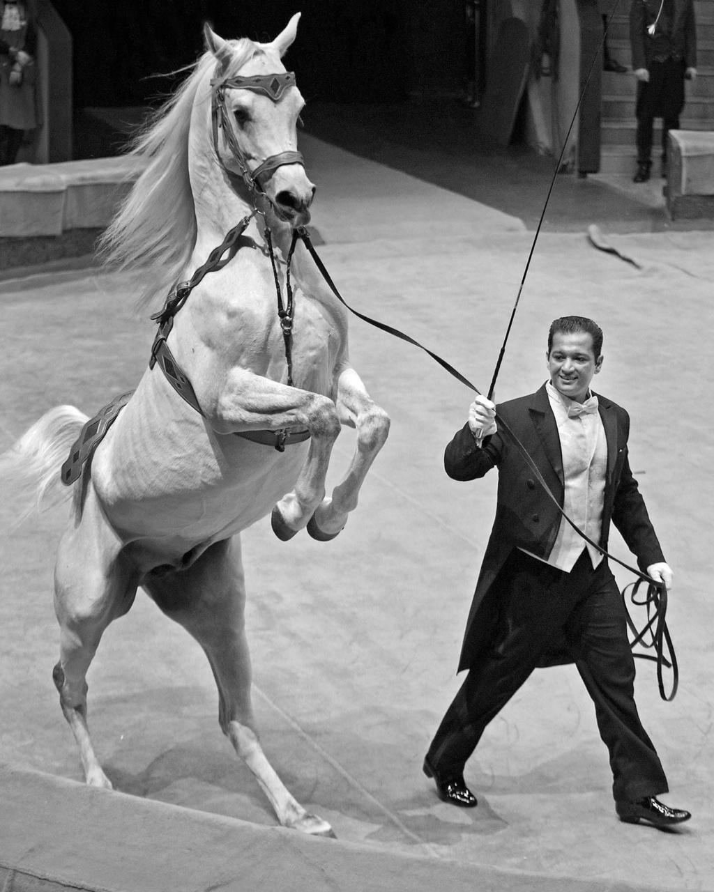 цирк шоу слонов Самара