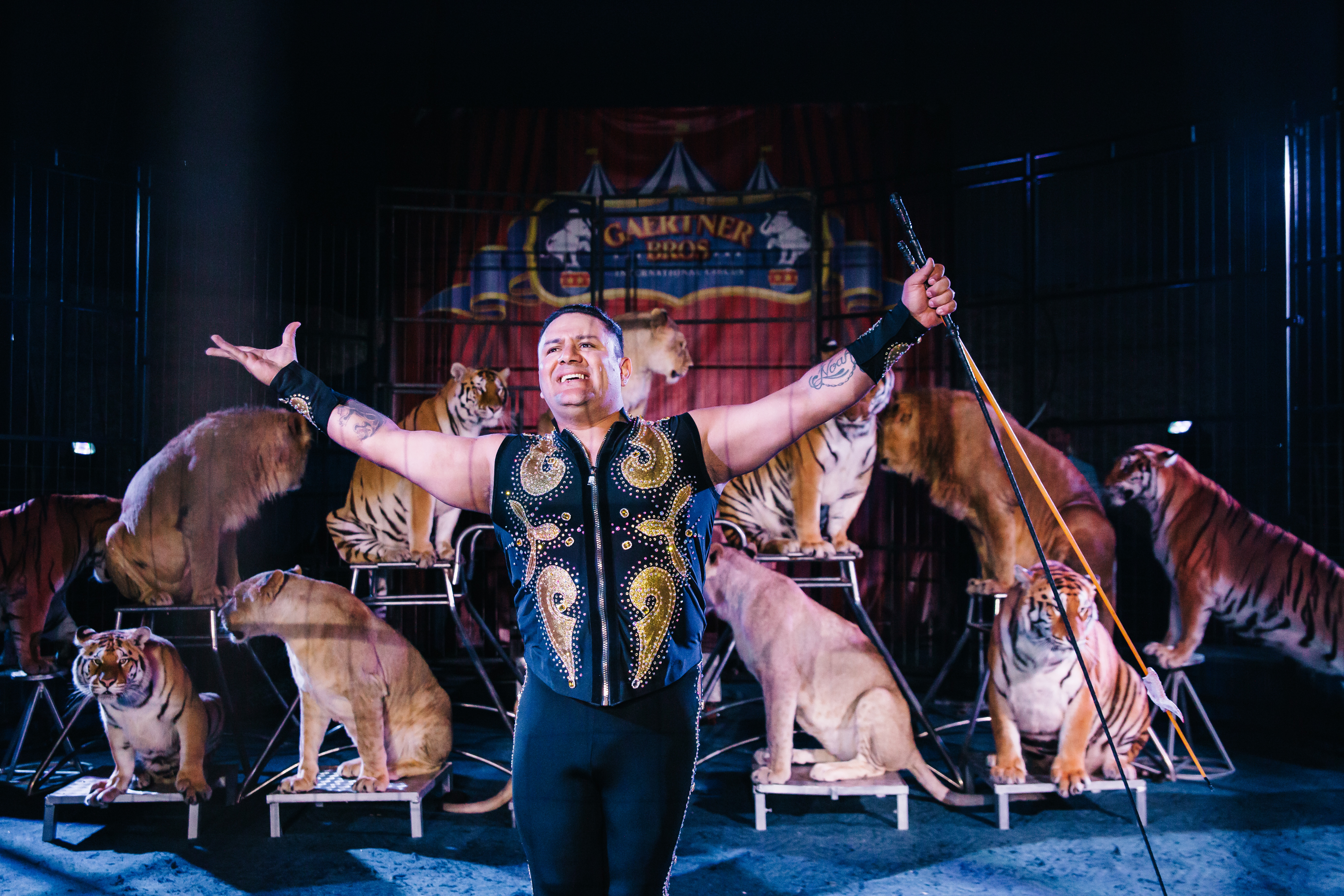 Шоу тигров и львов Тольятти