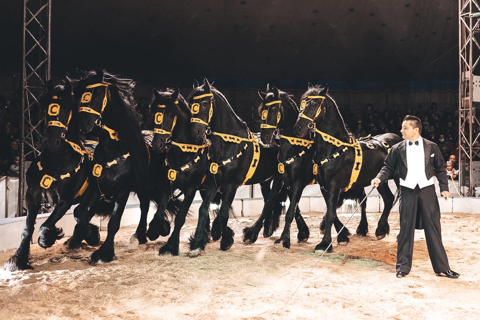 Цирк шоу слонов 2021 Кузнецк