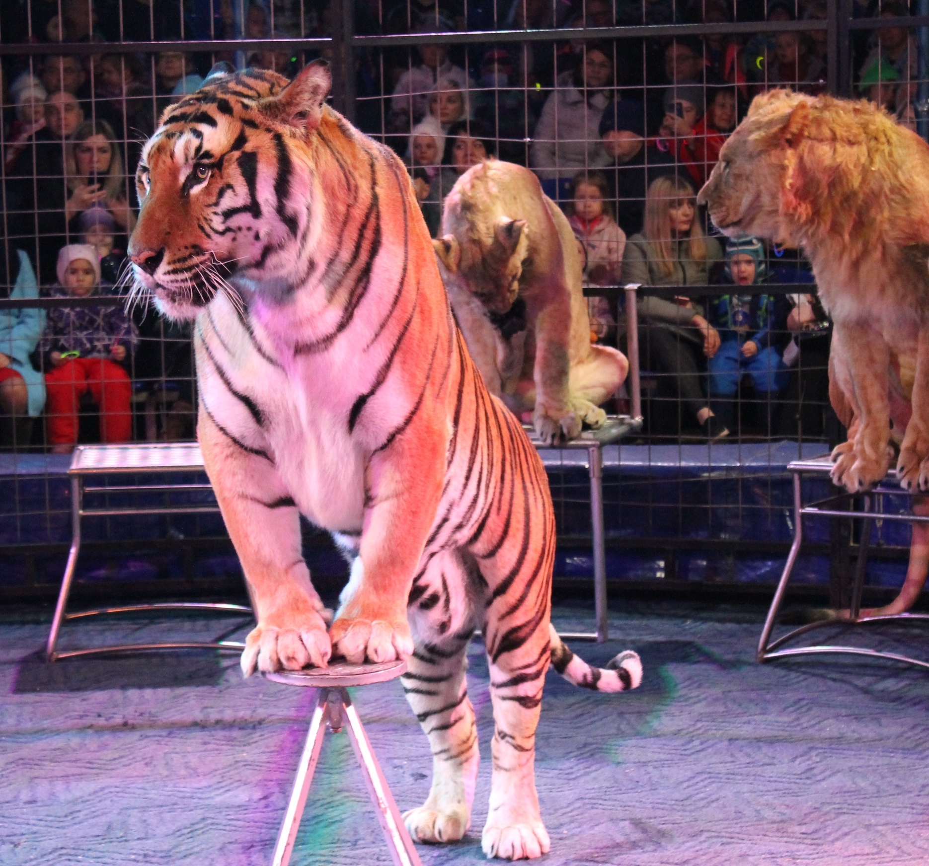 Шоу тигров Братьев Гертнер