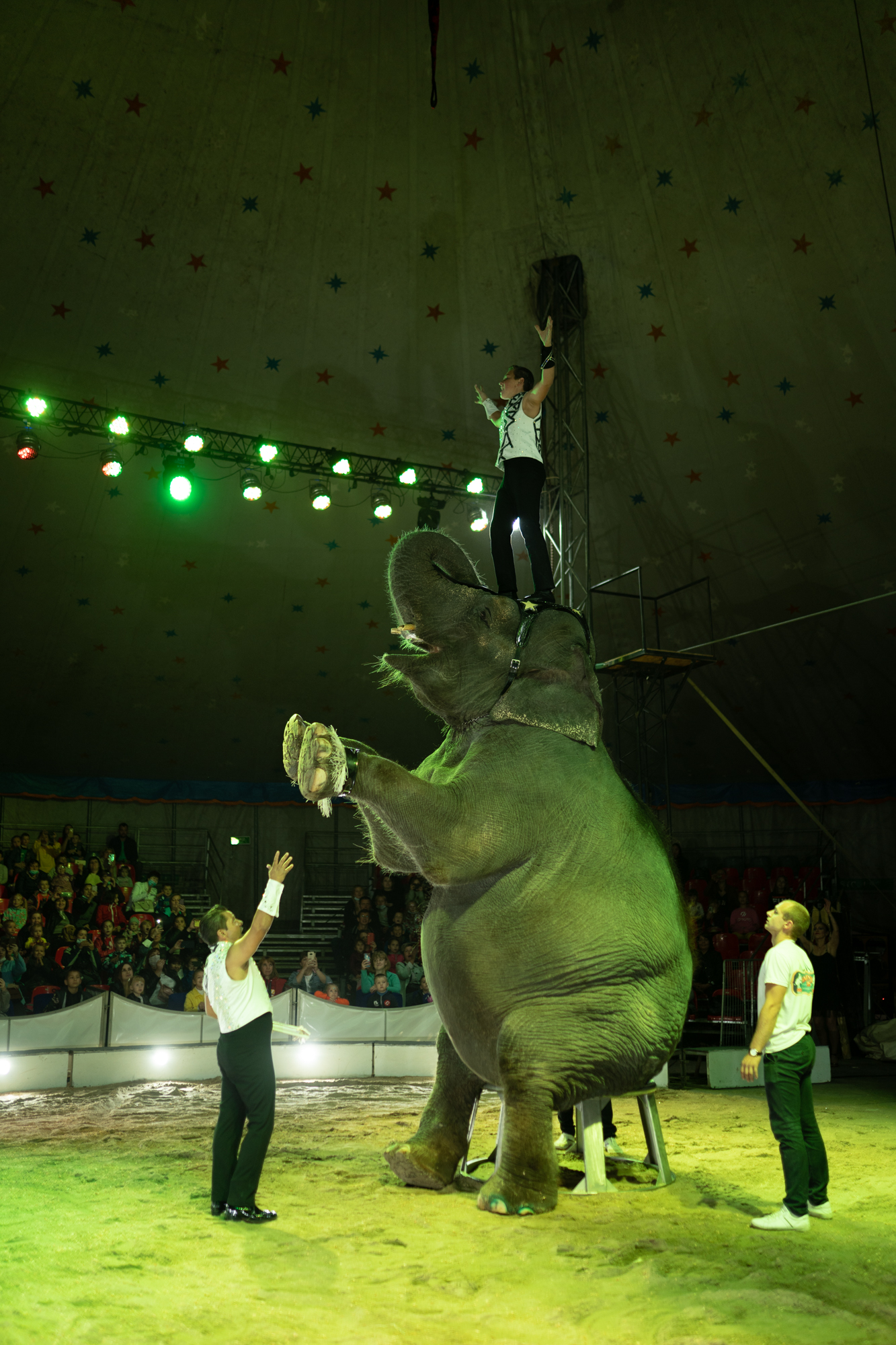 Цирк шоу слонов 2020