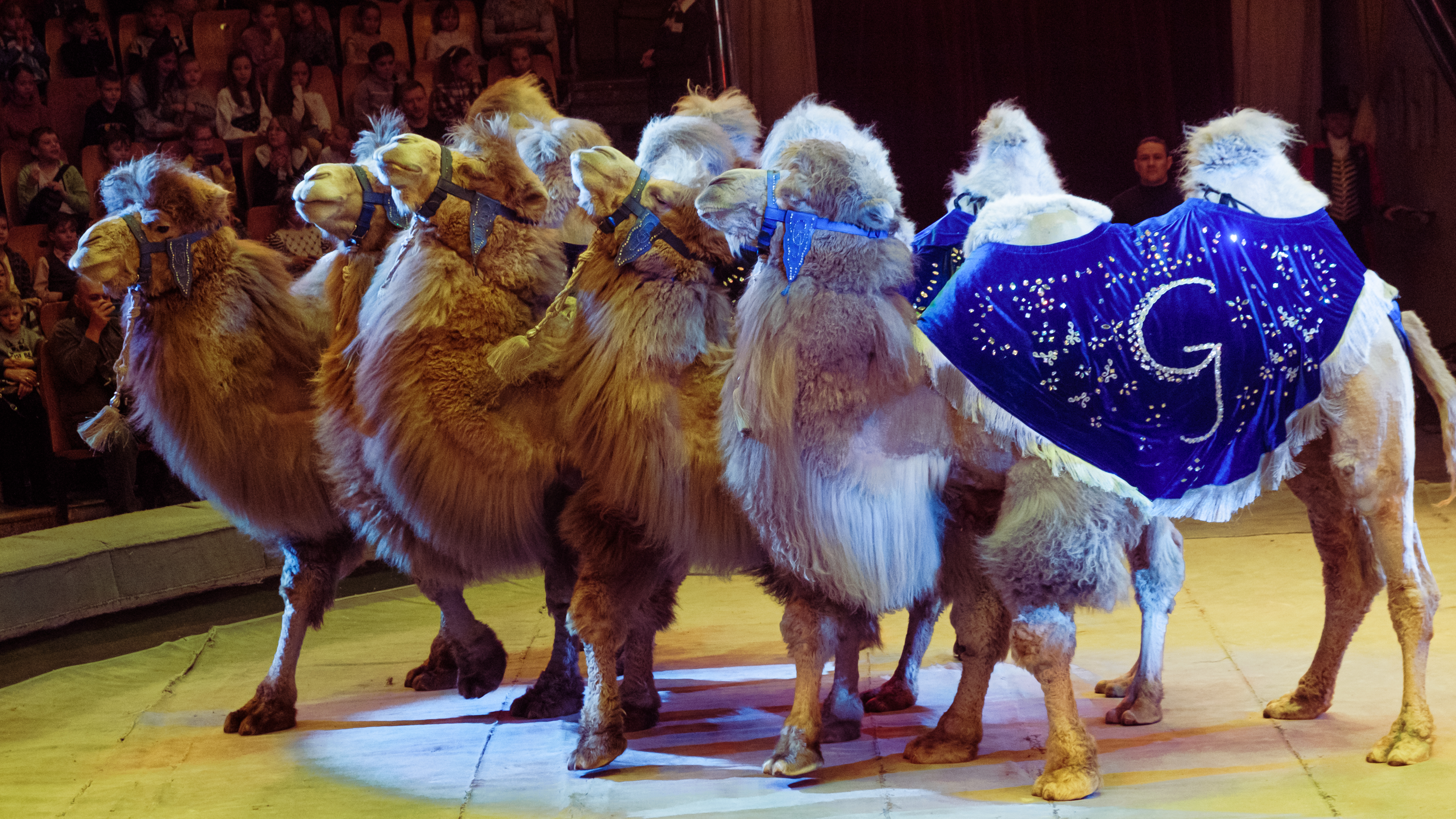 Цирк братьев Гертнер