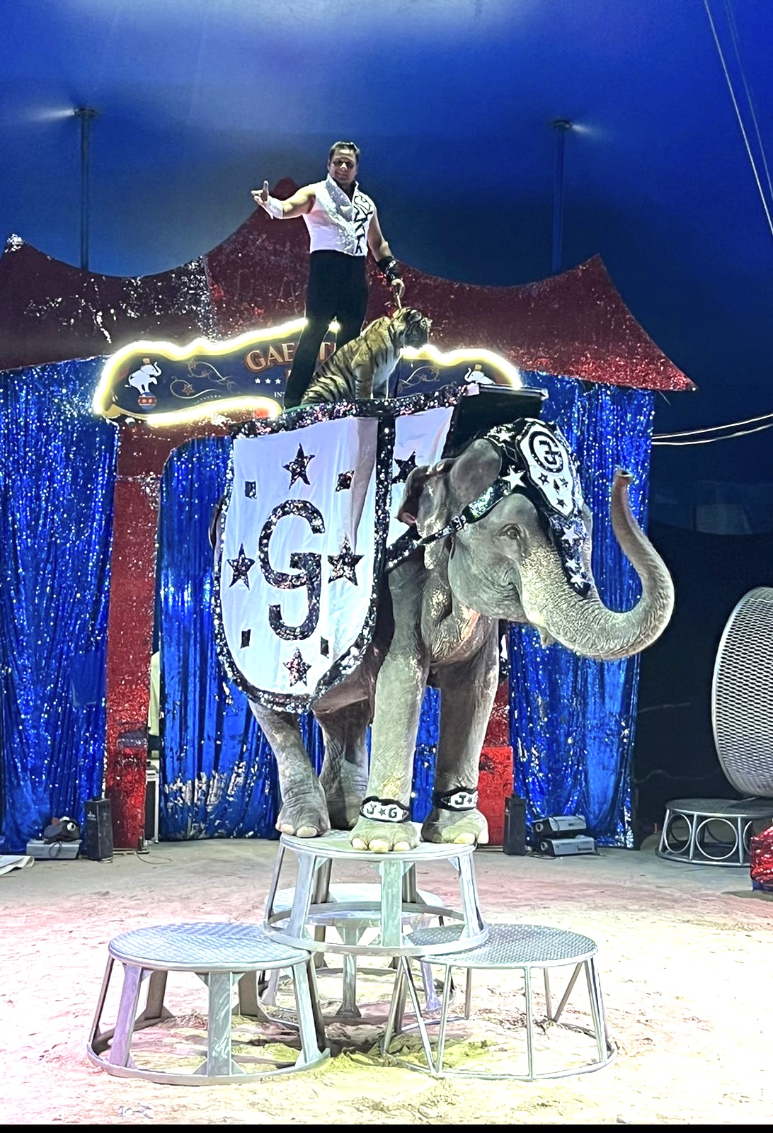 Шоу тигр на слоне. Цирк братьев Гертнер