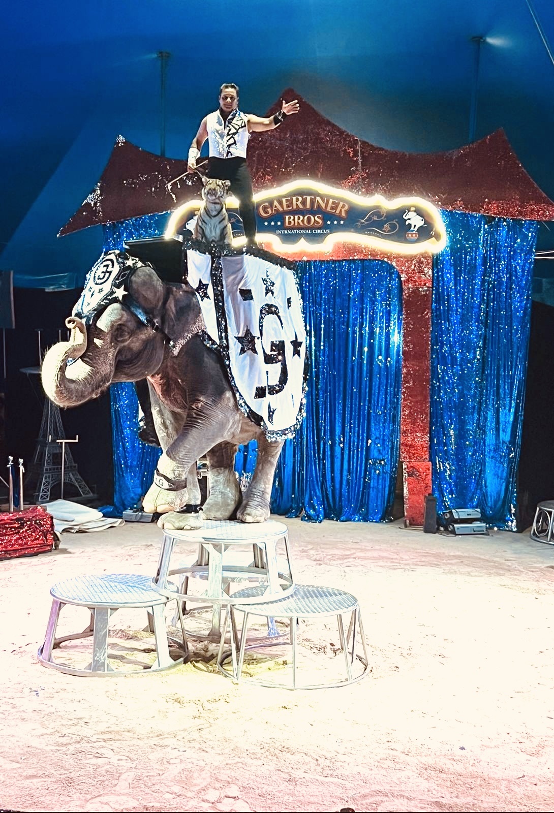 Цирк Гертнер - шоу тгр на слоне