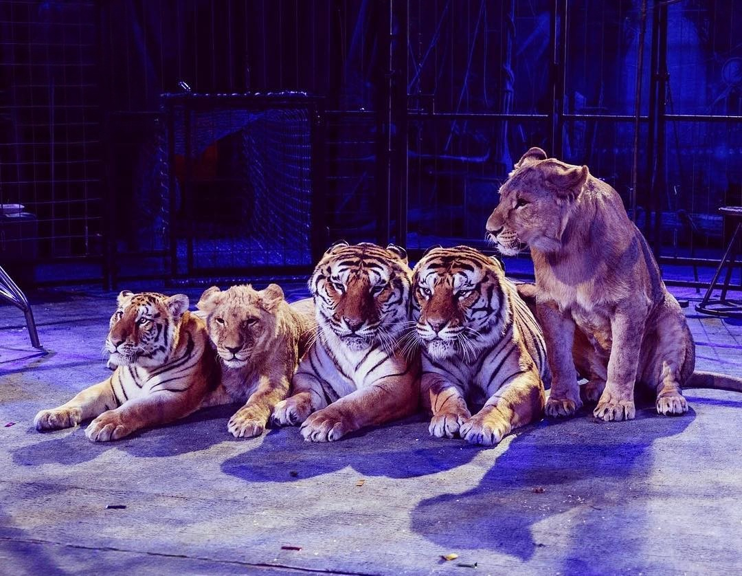 Немецкий цирк братьев Гертнер 2026