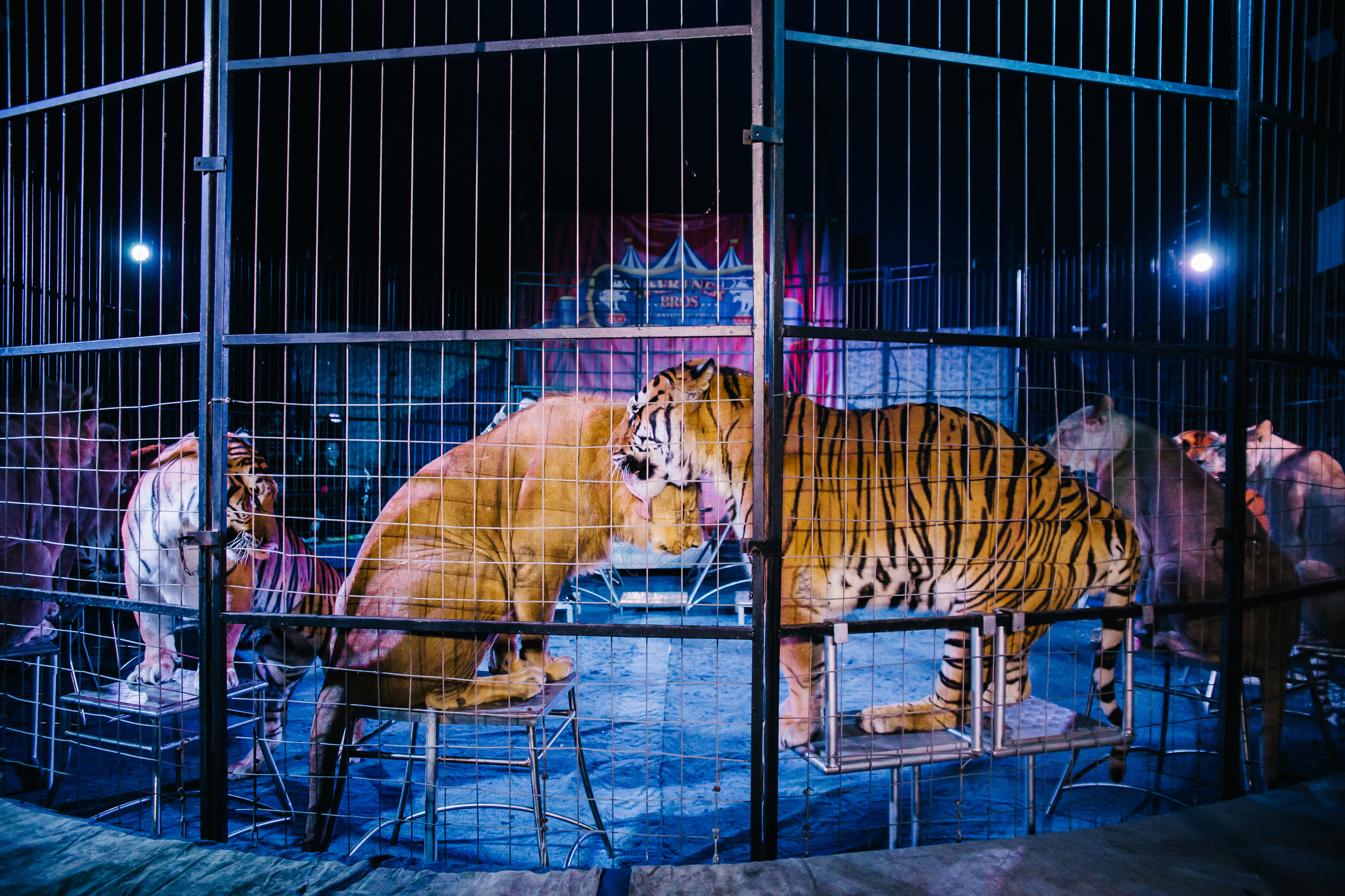 цирк братьев гертнер 2022